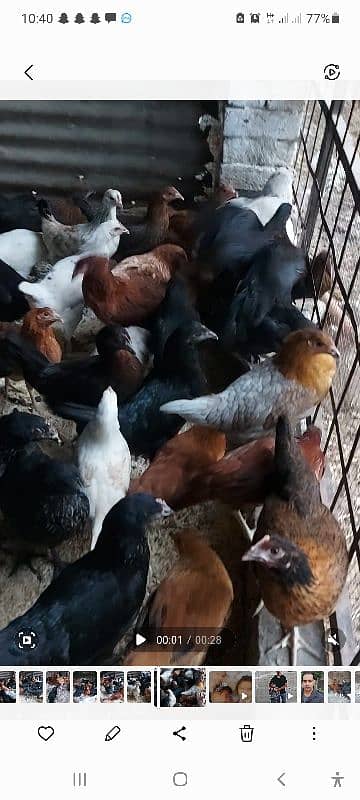 700/kg golden misri | desi murgha | misri murgha | hens 15