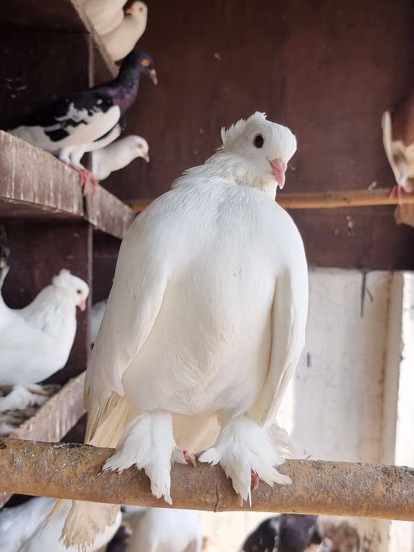 American lucky | Gubara | Fancy pigeon | Kabootar | کبوتر 0