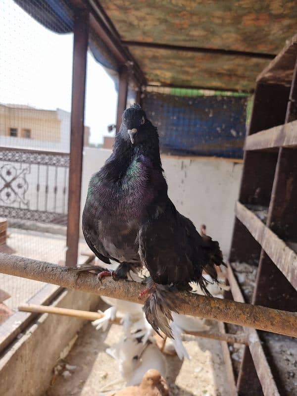 American lucky | Gubara | Fancy pigeon | Kabootar | کبوتر 2