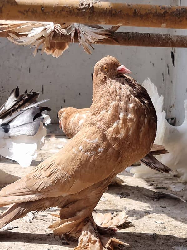 American lucky | Gubara | Fancy pigeon | Kabootar | کبوتر 3