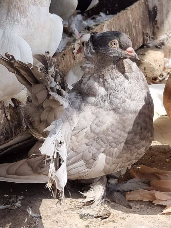 American lucky | Gubara | Fancy pigeon | Kabootar | کبوتر 5