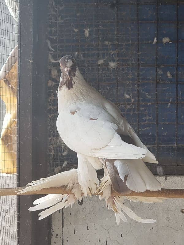 American lucky | Gubara | Fancy pigeon | Kabootar | کبوتر 6