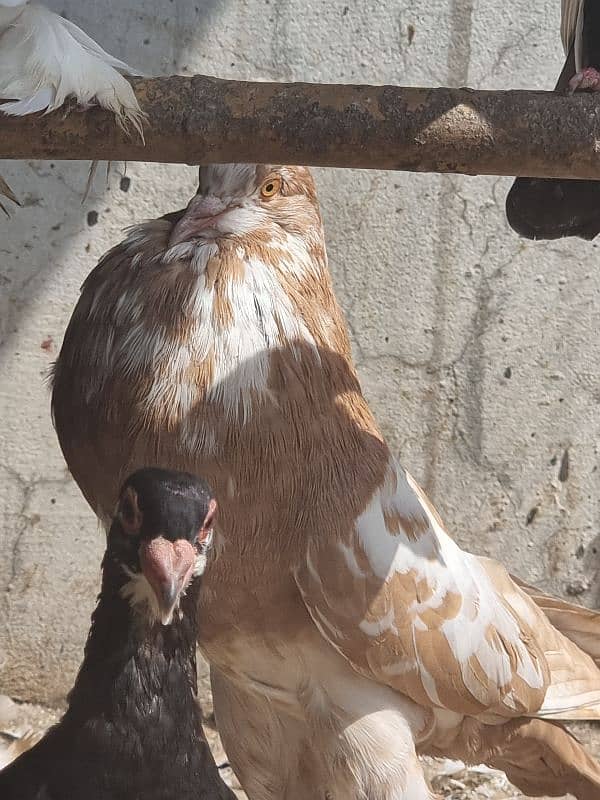 American lucky | Gubara | Fancy pigeon | Kabootar | کبوتر 7