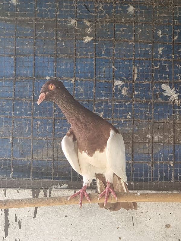 American lucky | Gubara | Fancy pigeon | Kabootar | کبوتر 8