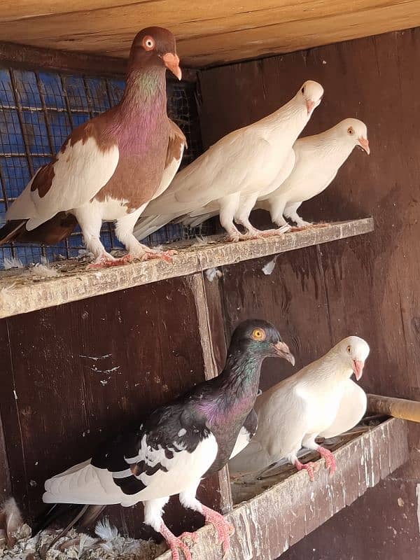 American lucky | Gubara | Fancy pigeon | Kabootar | کبوتر 9