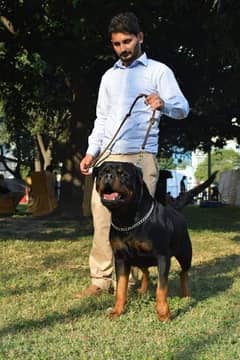 Rottweiler Male