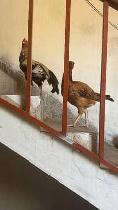 chicken pair for sale