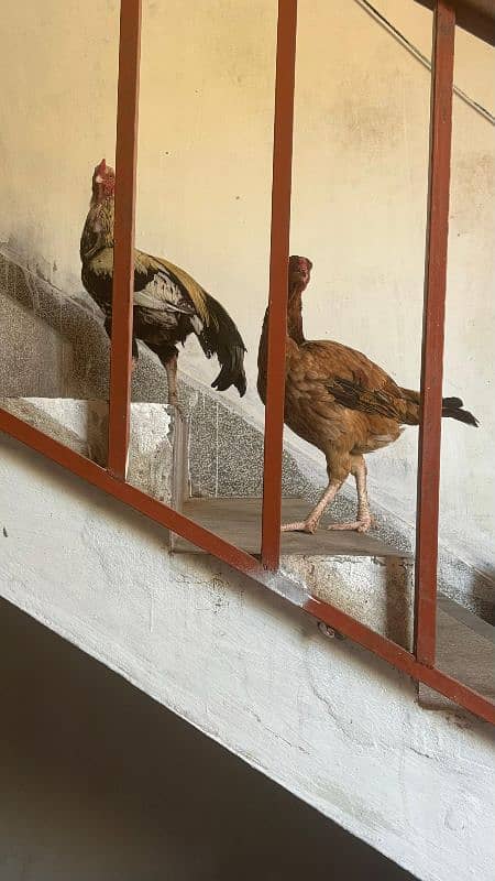 chicken pair for sale 0