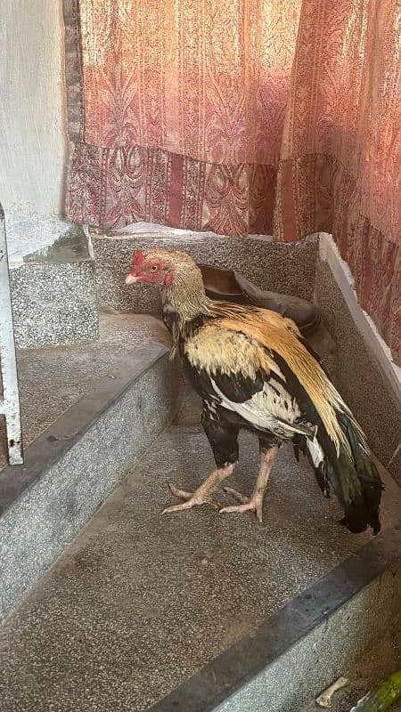 chicken pair for sale 2