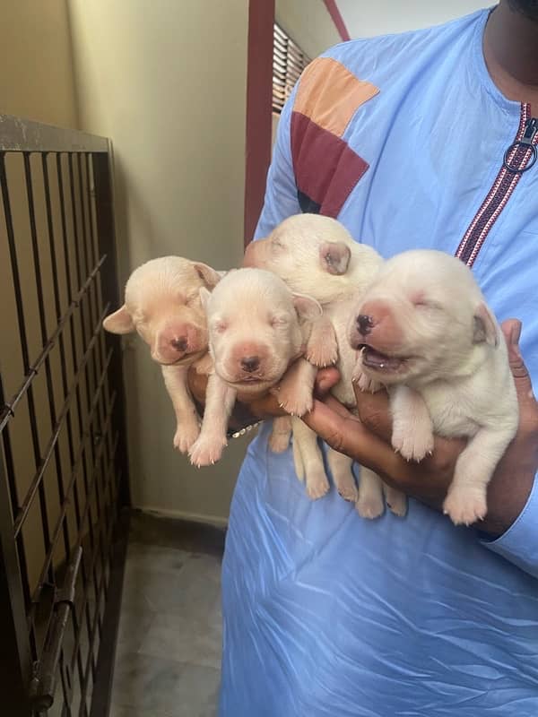 labrador puppies for sale 0