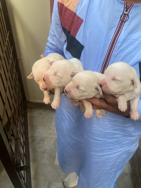 labrador puppies for sale 1