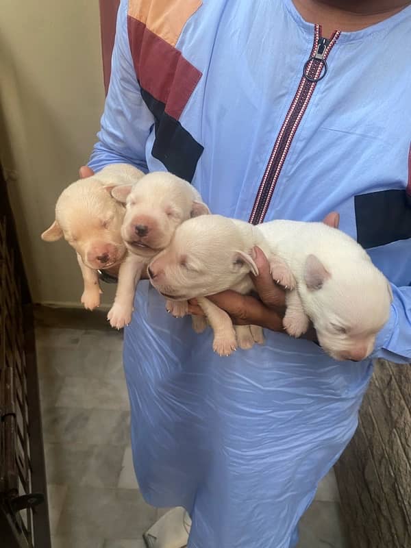 labrador puppies for sale 2