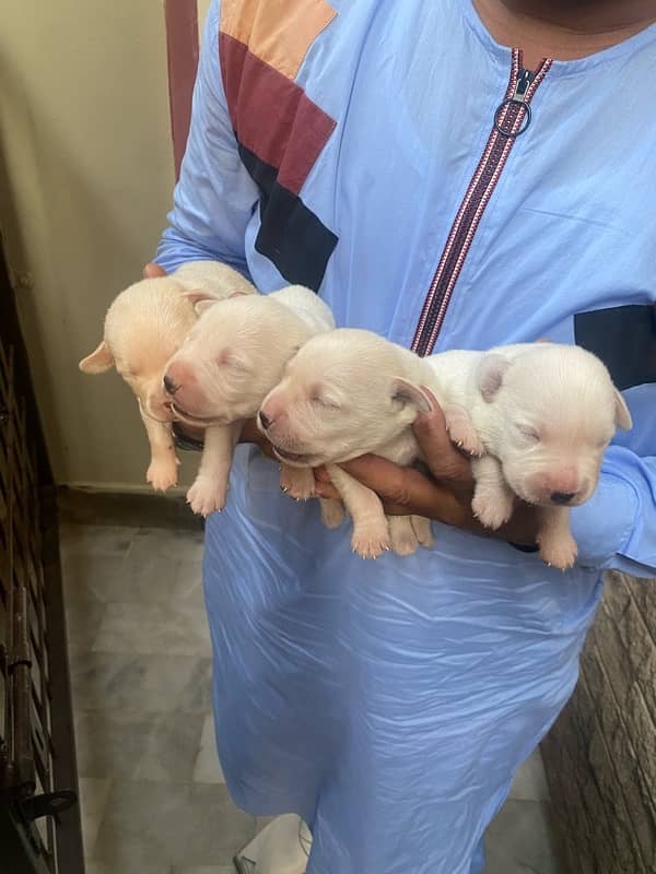 labrador puppies for sale 3