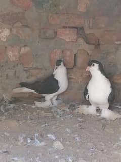 Pure black breeder shiraazi pair