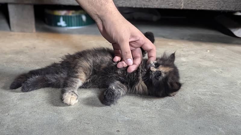 1.5 Month Old Persian Kittens Available 3