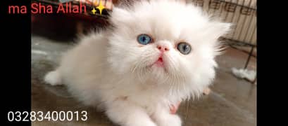 CFA peki bloodline pure peki face odd eyes female kitten tripple coted