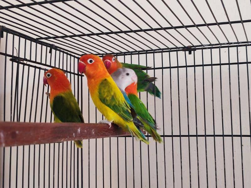 Love Birds Pairs 9