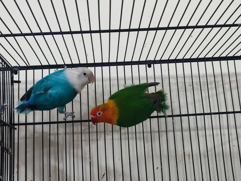 Love Birds Pairs 16