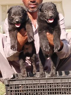 German Shepherd Pair | Black German Shepherd Long Coat Puppies