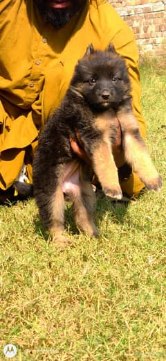 German Shepherd Female Puppy | German Shepherd Long Coat Puppy