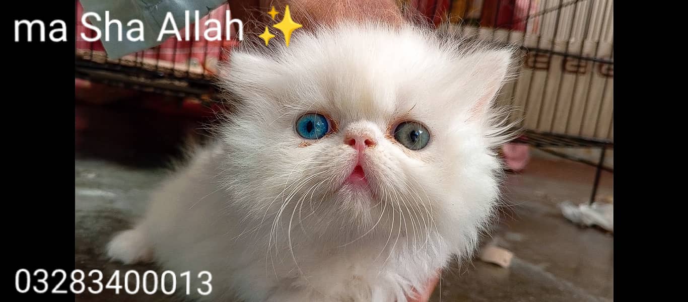 CFA peki bloodline pure peki face odd eyes female kitten tripple cote 1