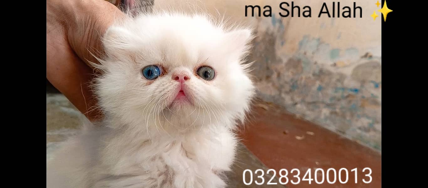 CFA peki bloodline pure peki face odd eyes female kitten tripple cote 2