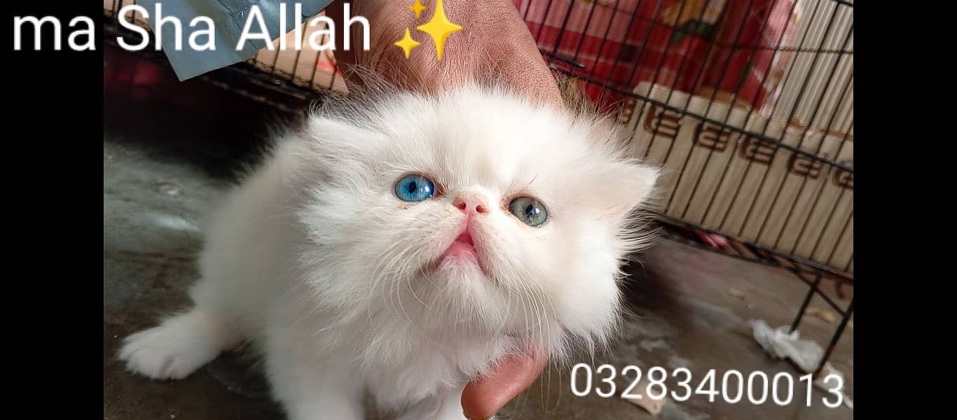 CFA peki bloodline pure peki face odd eyes female kitten tripple cote 3