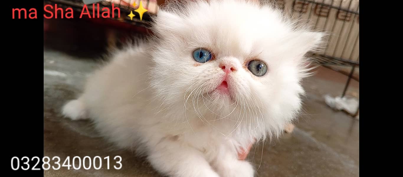 CFA peki bloodline pure peki face odd eyes female kitten tripple cote 4