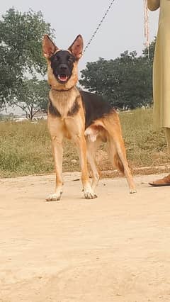 behgyari dog For Sale