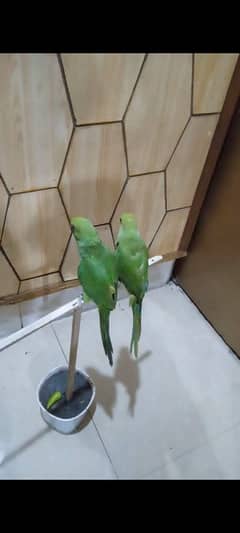 Beautiful Parrot Pair