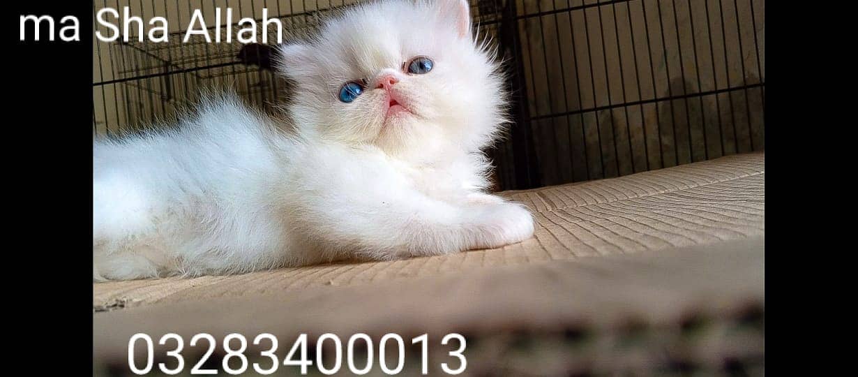 CFA peki bloodline pure peki face odd eyes female kitten tripple coted 3