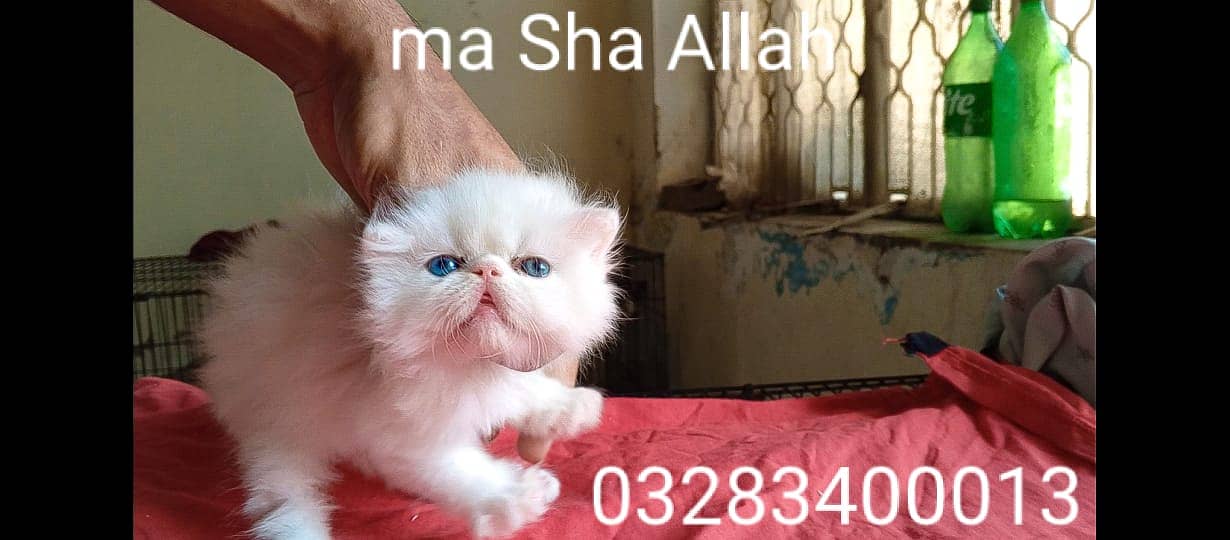 CFA peki bloodline pure peki face odd eyes female kitten tripple coted 4