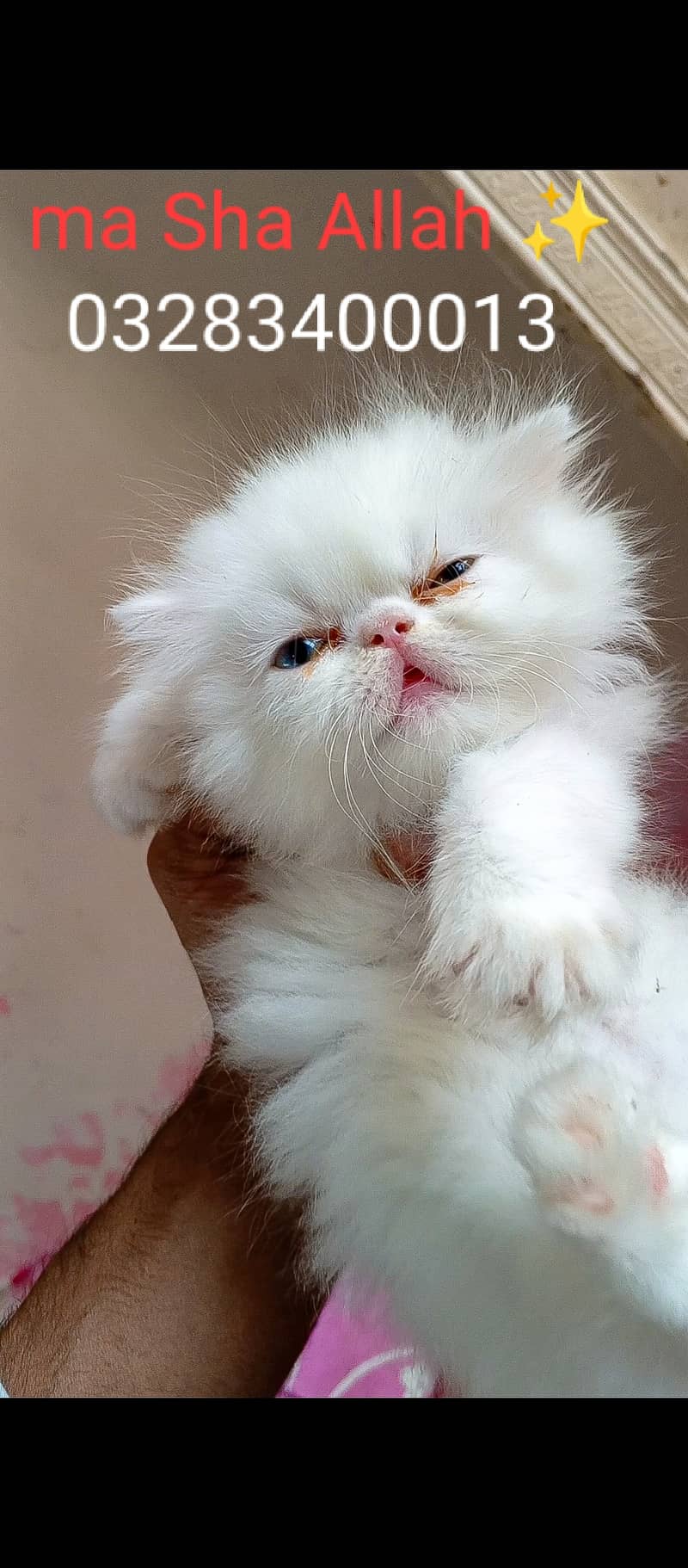 CFA peki bloodline pure peki face odd eyes female kitten tripple coted 18