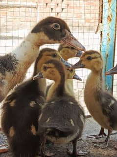 Muscovy