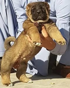 king Turkish kangal male daball hadi ful Havey bone for sale