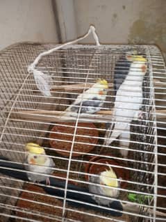 start breeding pair cocktail Male Eno red eyes Female common white