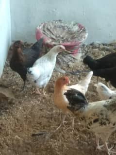 egg laying stater hens