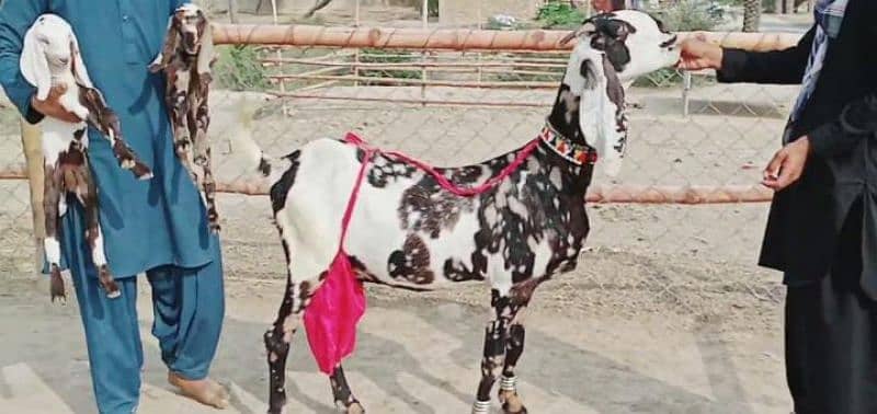 Desi Bakri 2 Bacchon Ke Sath Urgent For Sale Call me 03278290878 6