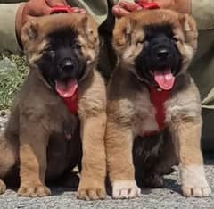 king Turkish kangal pair dabal hadi ful havey bone for sale