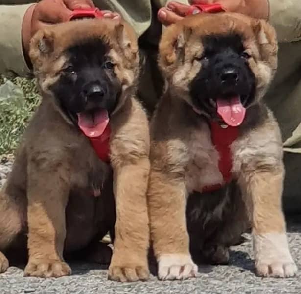 king Turkish kangal pair dabal hadi ful havey bone for sale 0