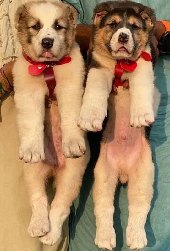 king alabai pair dabal hadi ful havey bone pair for sale 0