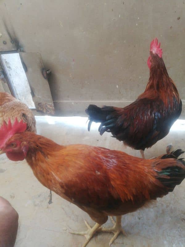 2 Desi Murga For Sale Rooster 6