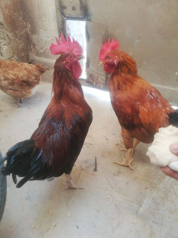 2 Desi Murga For Sale Rooster 7