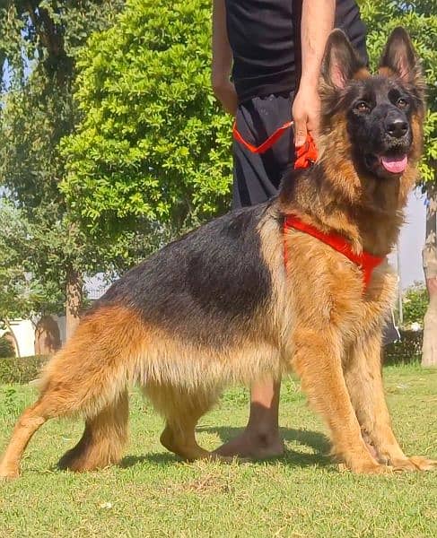 German shepherd long coat confirm breeder female available for sale 0