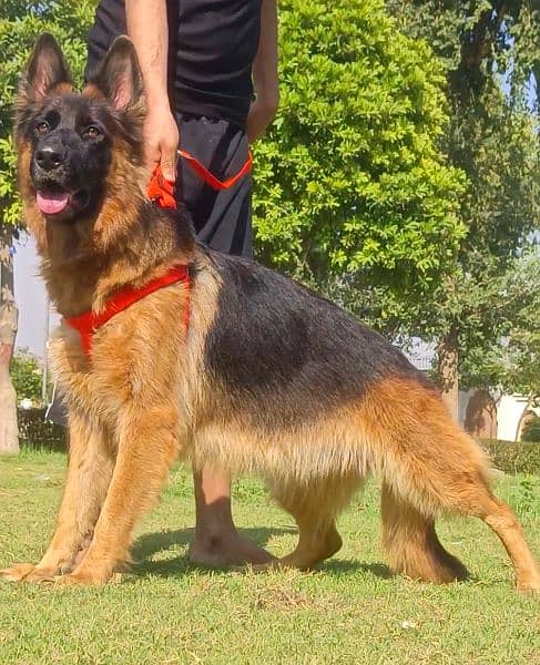 German shepherd long coat confirm breeder female available for sale 1