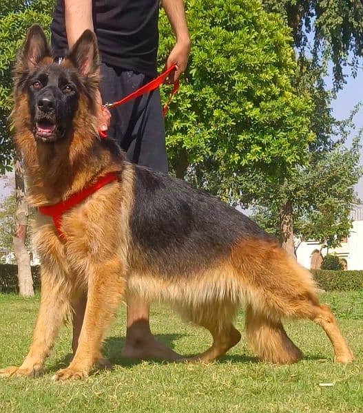 German shepherd long coat confirm breeder female available for sale 2