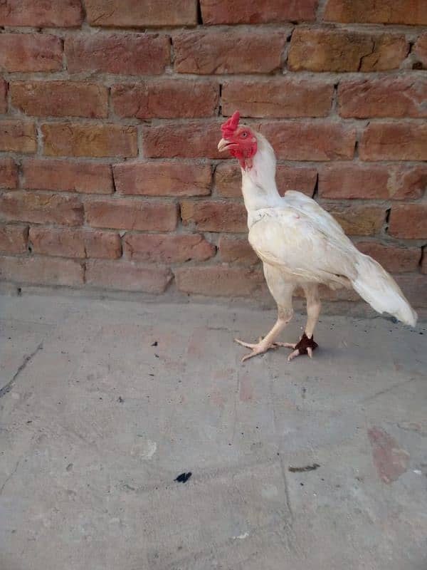 Top quality Hera patha for sale full active hy 0