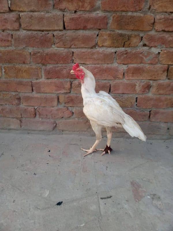 Top quality Hera patha for sale full active hy 1