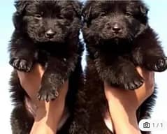 German Shepherd long coat puppies | German Shepherd Pair