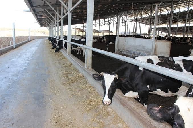 Dairy farm parking sheds big steel structure  tensile shed 9